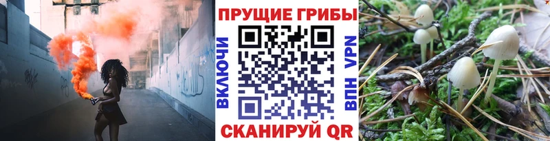 Псилоцибиновые грибы Psilocybine cubensis  Нязепетровск 